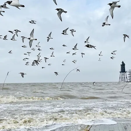 Wohlfuehlen Am Nordseedeich Dorumer Neufeld