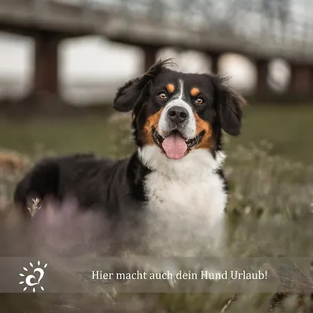 Apartman De Reetpieper Wohlfuehlen Am Nordseedeich *