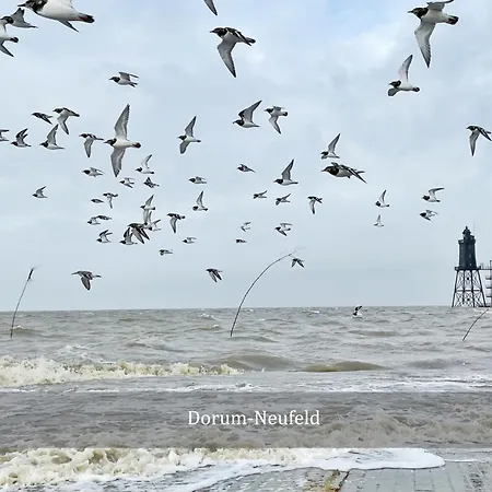 De Reetpieper Wohlfuehlen Am Nordseedeich * Wurster Nordseeküste
